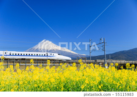 Shinkansen _ Fuji _ rape field 55115983
