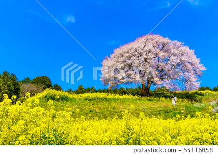巴巴的山櫻花和油菜花[佐賀縣武雄市] 55116058