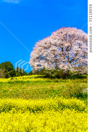 巴巴的山櫻花和油菜花[佐賀縣武雄市] 55116059