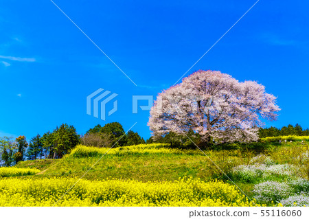 巴巴的山櫻花和油菜花[佐賀縣武雄市] 55116060