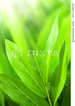Closeup nature view of Green leaf with water drops Closeup nature view of Green leaf with water drops 55116650