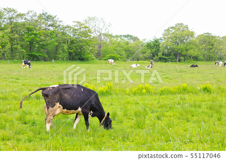 北海道農場牛 北海道農場牛 55117046