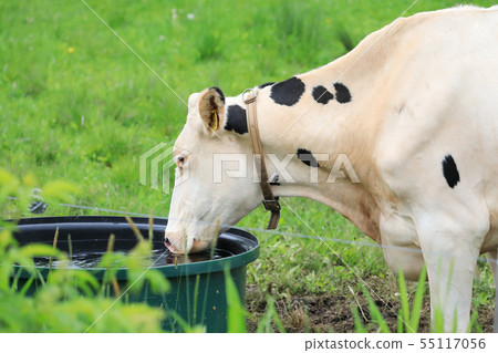 Hokkaido farm cattle Hokkaido farm cattle 55117056