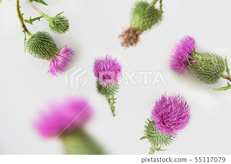 Floral pattern of purple and pink flowers on grey background. Flat lay. View from above. 55117079