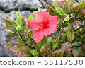 槿 55117530