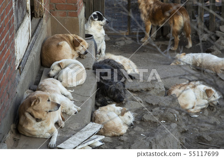 Dogs gathered in empty house Dogs gathered in empty house 55117699