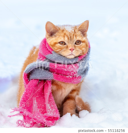 Little red kitten wearing knitted scarf 55118256