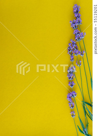 bouquet of fresh lavender flowers on a bright bouquet of fresh lavender flowers on a bright 55119201
