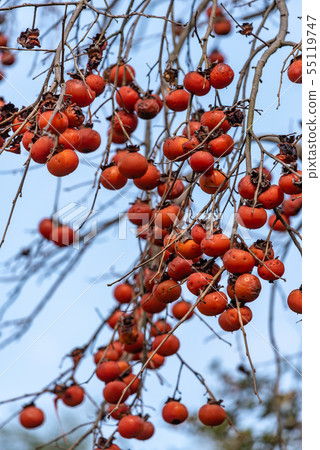 Ripe treeberry mulberry fruit Ripe treeberry mulberry fruit 55119747