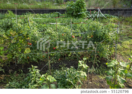 家庭花園 55120796