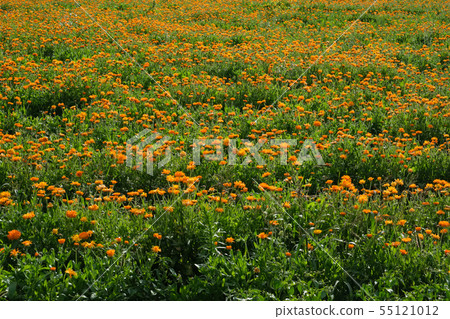 Orange calendula field. Healthy marigold flowers. Orange calendula field. Healthy marigold flowers. 55121012