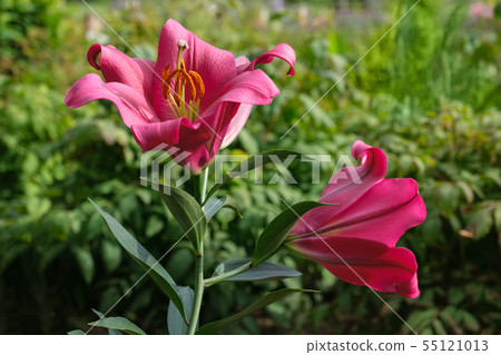 Red lilies on flower bed 55121013