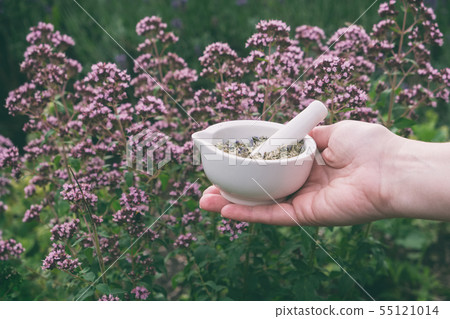 Woman holding in her hands a mortar of oregano Woman holding in her hands a mortar of oregano 55121014