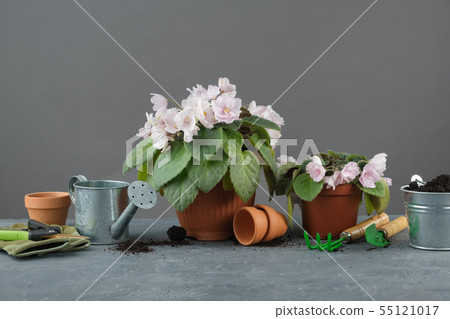 Potted Saintpaulia flowers, tools for pot plants Potted Saintpaulia flowers, tools for pot plants 55121017