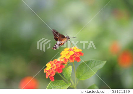 Hoshi Hojak吮吸馬纓丹的花蜜 55121329