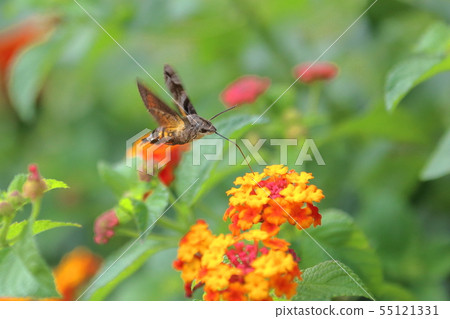 Hoshi Hojak吮吸馬纓丹的花蜜 55121331