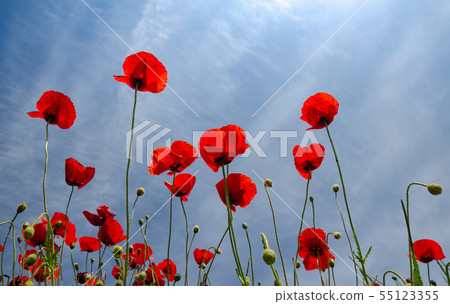 Red poppies and sky 55123355