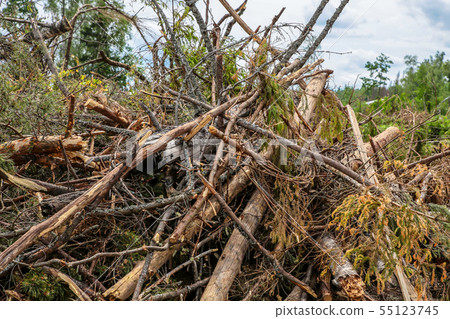 blockage old trees pine spruce chaotic pile blockage old trees pine spruce chaotic pile 55123745