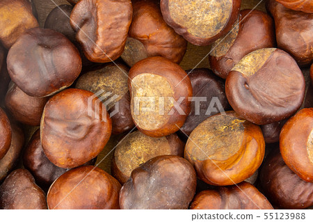 autumn background design many chestnuts brown 55123988