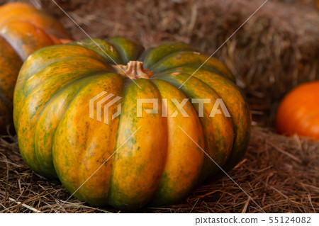 big ripe pumpkin ribbed harvest autumn rustic 55124082