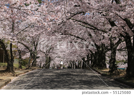 Cherry blossom tunnel in Shiroyama Park, Matsumoto City, a castle town in the Alps 55125080