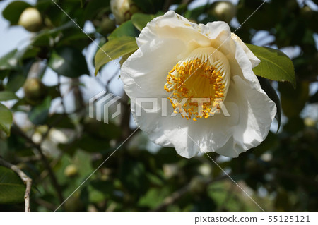 白色山茶花 55125121