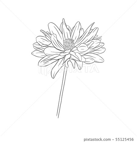 Dahlia ink sketch. Isolated on white Dahlia ink sketch. Isolated on white 55125456