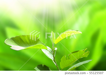 Closeup nature view of Green leaf in garden 55125507