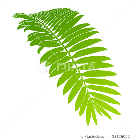 Palm branch colorful sketch. Isolated on white 55126002