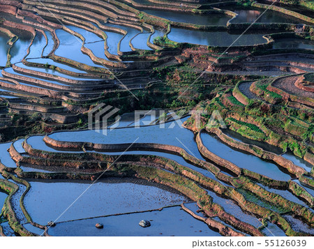 Yunnan, Yuan, China Rice Terraces, Duoyishu Rice Terraces, Yuanyang 55126039