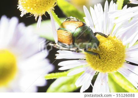 Himageon and insects 001 55126088