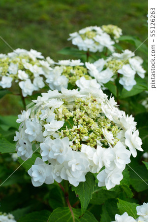 白色天使繡球花 白色天使繡球花 55126263