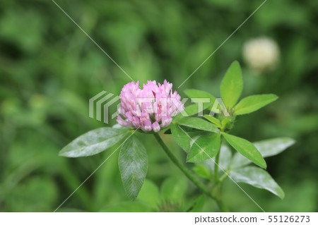 Murasakitetsukusa 55126273