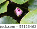 Water lily bud 55126462