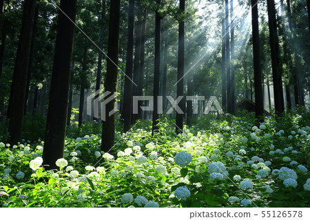 繡球花在森林裡 55126578