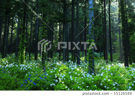 Hydrangea in the forest Hydrangea in the forest 55126589