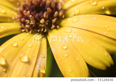 Hime sunflower and water drops 001 55126636