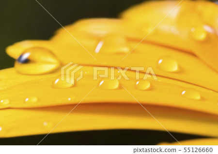 Hime sunflower and water drops 013 55126660