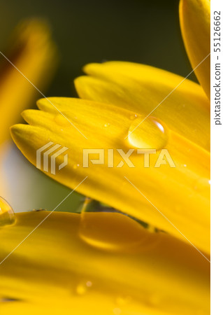 Hime sunflower and water drops 015 55126662