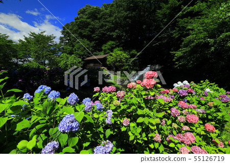 Mr. hydrangea and Kitakami-shi Iwate prefecture Mr. Taki Mr. hydrangea and Kitakami-shi Iwate prefecture Mr. Taki 55126719
