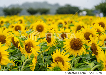 Sunflower field in Chita Peninsula 55126783