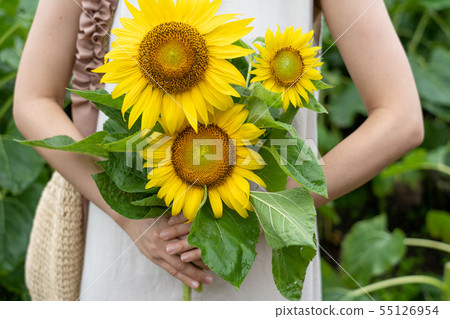 A woman with a sunflower in the sunflower field of Chita Peninsula 55126954