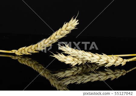 Ripe bread wheat isolated on black glass Ripe bread wheat isolated on black glass 55127042
