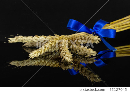 Ripe bread wheat isolated on black glass Ripe bread wheat isolated on black glass 55127045