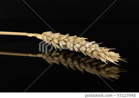 Ripe bread wheat isolated on black glass Ripe bread wheat isolated on black glass 55127048