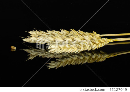 Ripe bread wheat isolated on black glass Ripe bread wheat isolated on black glass 55127049