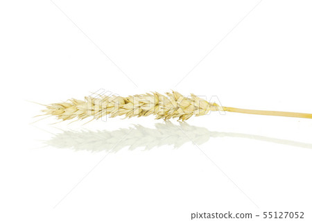 Ripe bread wheat isolated on white Ripe bread wheat isolated on white 55127052