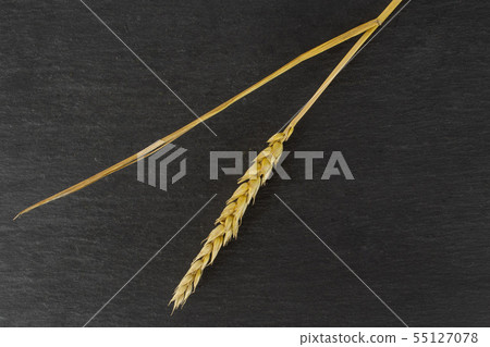 Ripe bread wheat on grey stone Ripe bread wheat on grey stone 55127078
