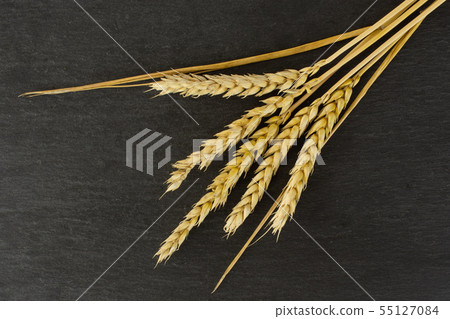 Ripe bread wheat on grey stone Ripe bread wheat on grey stone 55127084