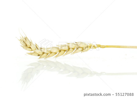Ripe bread wheat isolated on white Ripe bread wheat isolated on white 55127088